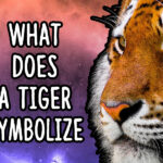 What does Zephyr symbolize?