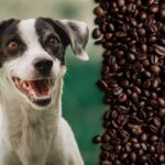 What if my dog ate a coffee bean?