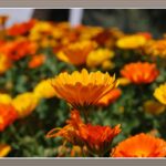 What is Anaranjado Spanish?