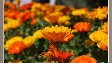 What is Anaranjado Spanish?