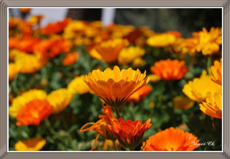 What is Anaranjado Spanish?