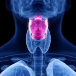 What is PON anatomy?