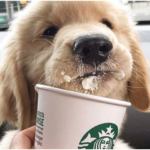 What is a pup Cup?