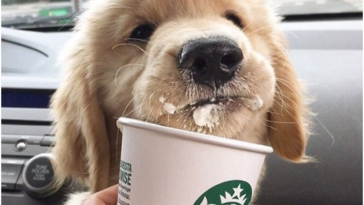 What is a pup Cup?