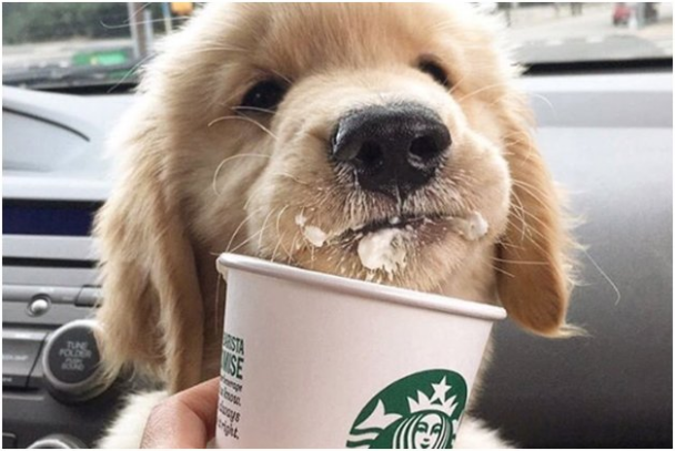 What is a pup Cup?