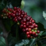 What is caturra coffee?