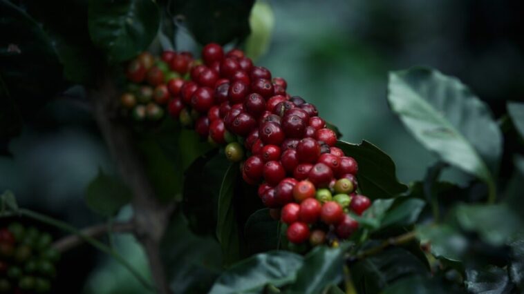 What is caturra coffee?