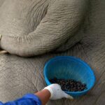 What is elephant poop coffee?