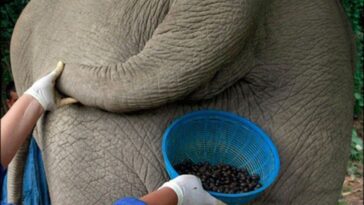 What is elephant poop coffee?