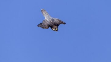 What is faster a Bird or a Lime?