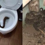 What is in a Babyccino?