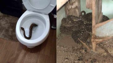 What is in a Babyccino?