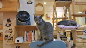 What is the best cat cafe?
