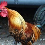 What is the difference between roaster and roster?