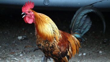 What is the difference between roaster and roster?