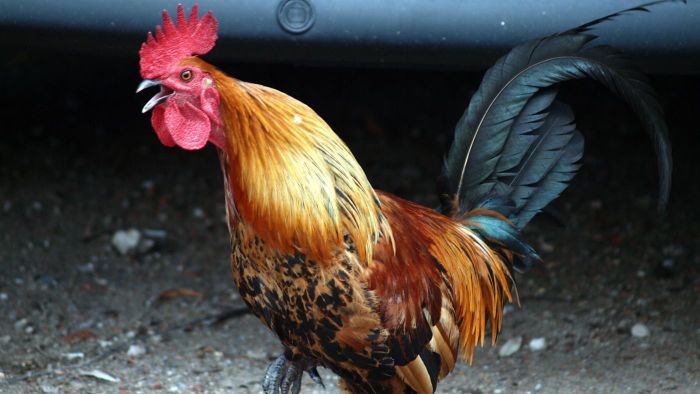 What is the difference between roaster and roster?