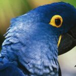 What is the feminine of azul?