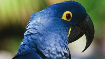 What is the feminine of azul?