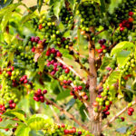 What is the lifespan of a coffee tree?