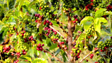 What is the lifespan of a coffee tree?