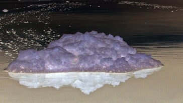 What is the meaning of blown spume?