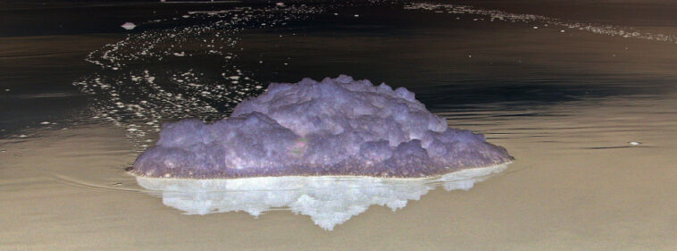 What is the meaning of blown spume?