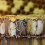 What is the meaning of pupa in Italian?