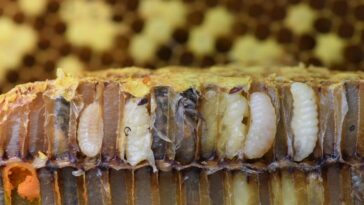 What is the meaning of pupa in Italian?