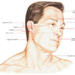 What is the opposite of Bon?