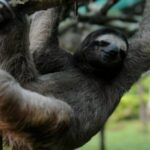 What is the opposite of Perezoso?