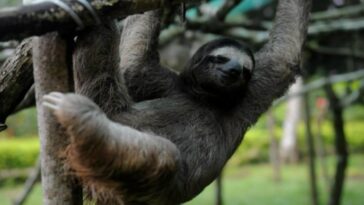 What is the opposite of Perezoso?