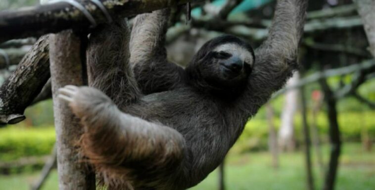 What is the opposite of Perezoso?