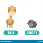 What is the opposite of tall tall?
