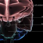 What is the pons function?