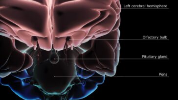 What is the pons function?