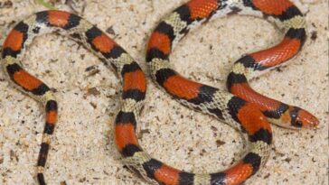 What is the top snack in New Jersey?