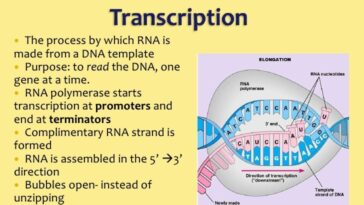 What is the transcription of Sharp?