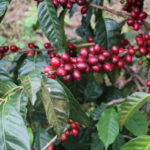 What is variety coffee?