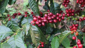 What is variety coffee?