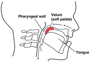 What is velum botany?