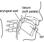 What is velum linguistics?