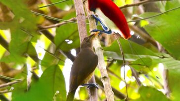 What kind of bird is Xiao?