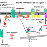 What language is Kinse?