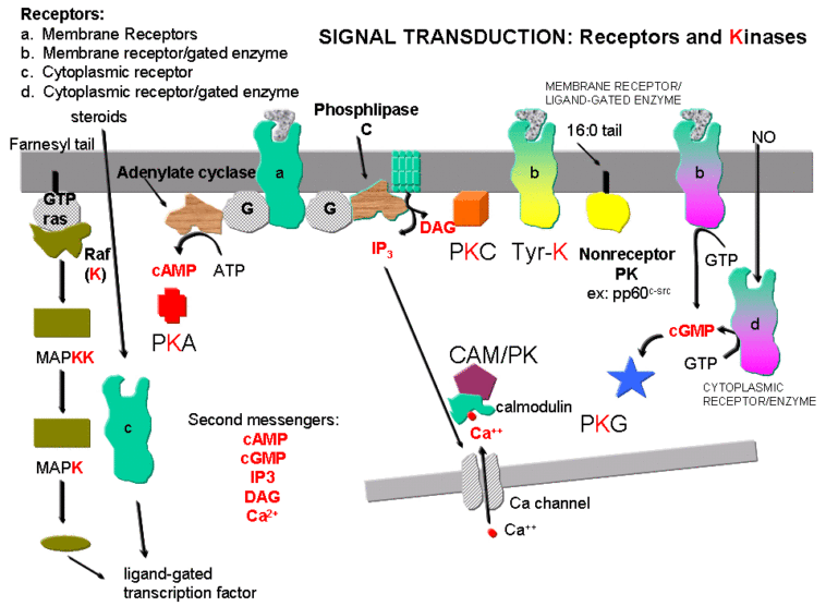 What language is Kinse?