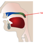 What muscles elevate the velum?