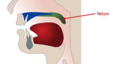 What muscles elevate the velum?