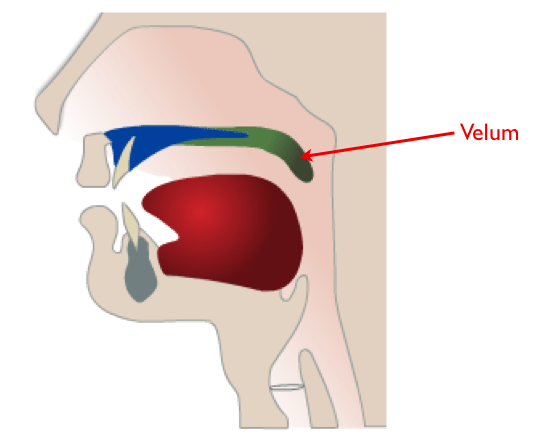 What muscles elevate the velum?