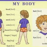 What part of the body is the Venter?