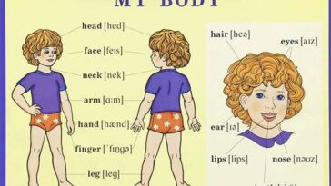 What part of the body is the Venter?