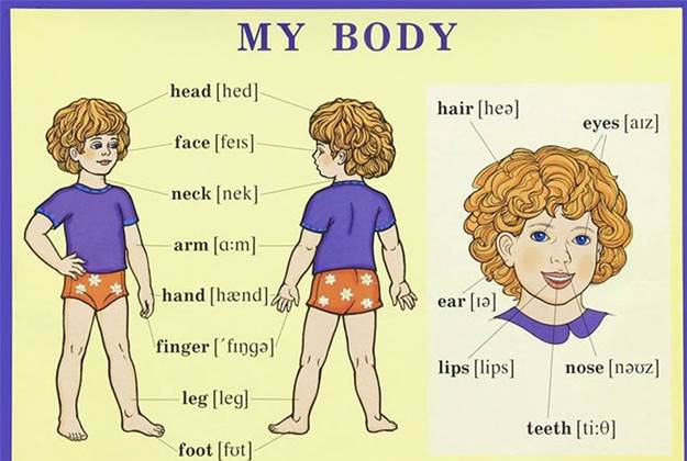 What part of the body is the Venter?